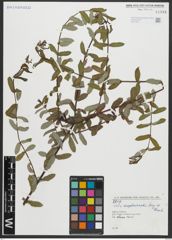 Foto von Salix amplexicaulis Bory